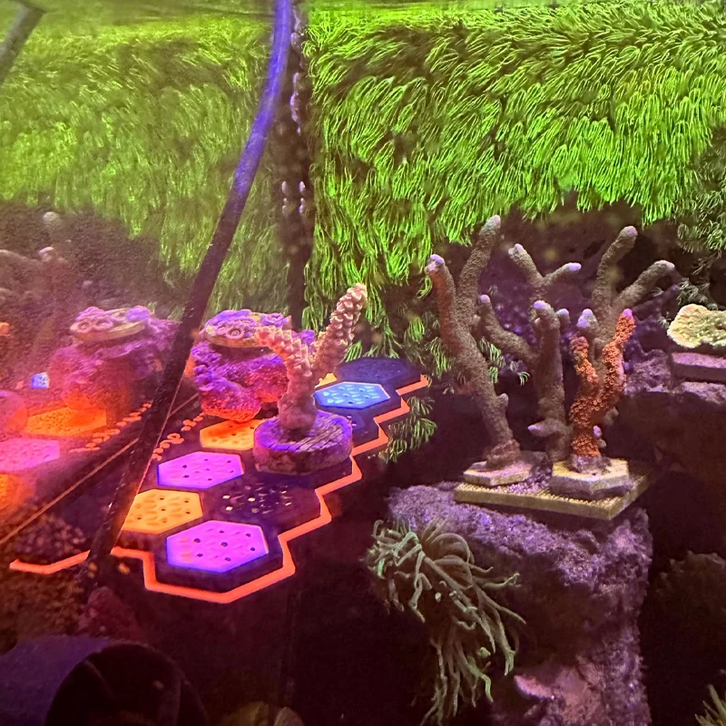 Supporti Magnetici Fluorescent - Coral Frag Plug recensione e prezzo