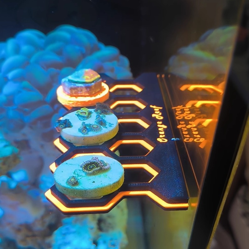 Supporto per tappi per fram di - Coral Frag Plug recensione e prezzo